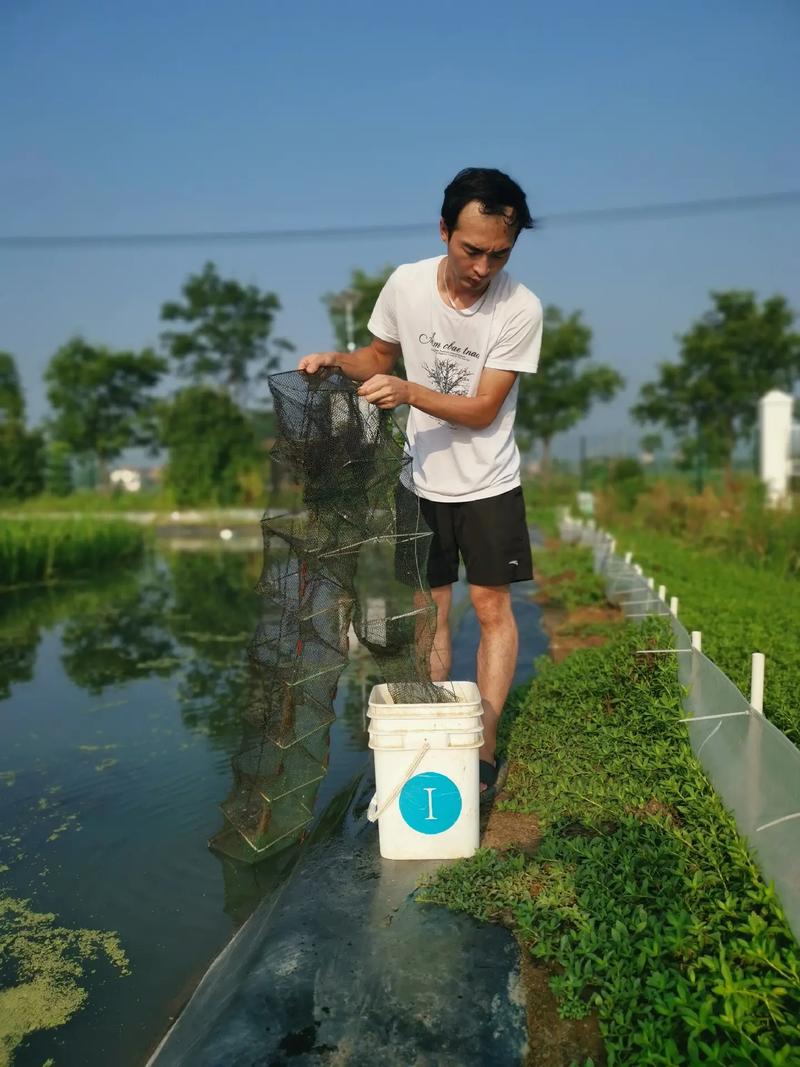 稻田混养罗氏沼虾实验成功,有望大规模推广啦!6月25放苗,现
